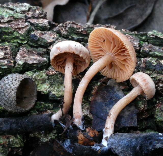 uscita con Zico e Luigi